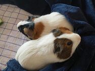 Zwei Meerschweinchenmädchen abzugeben - Herrsching (Ammersee)