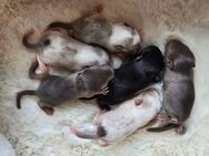Mega süsse Rennmausbabys suchen Futtergeber mit Herz. - Mannheim