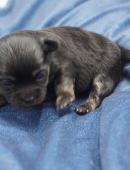 Chihuahua Welpen - Lippstadt