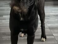 Riesenschnauzer - Mix, Rüde, 3 Jahre - Berlin