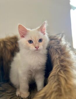 Neva Masquarade Kitten suchen ein liebevolles Zuhause - Nienburg (Weser)