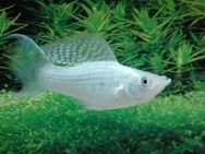 Silbermolly Lyra - Hohenroth