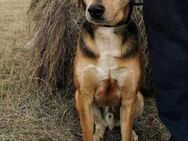 Hund sucht Zuhause - Ennepetal (Stadt der Kluterhöhle)