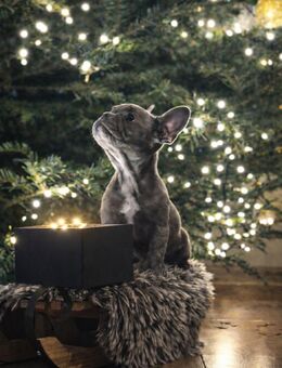 Französische Bullgogge Welpen aus liebvoller Familienaufzucht - Hohenmölsen