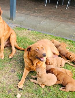 Labrador Foxred Welpen - Molbergen