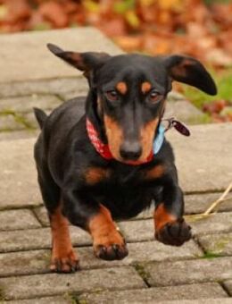 Lilly - liebe anhängliche kleine Hündin - Lohmar