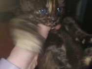 Maincoon kitten mix - Hürth
