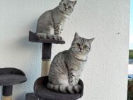 2 Kurzhaar Katzen - Butzbach (Friedrich-Ludwig-Weidig-Stadt)