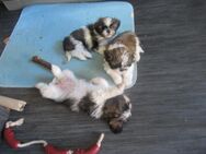 Hundebaby`s von 75172 Pforzheim suchen einen neuen Dosenöffner - Pforzheim