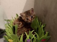 BKH Mix Kitten suchen ein Zuhause - Marl (Nordrhein-Westfalen)
