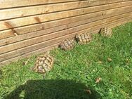 Landschildkröten aus 21 - Lübbenau (Spreewald) Zentrum