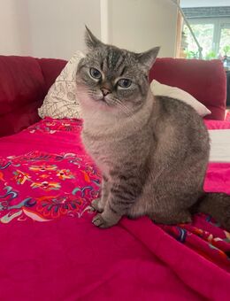 Kater in liebevolle Hände abzugeben - Hagen (Stadt der FernUniversität)