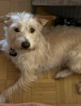 Aktiver Charly sucht erfahrenes Zuhause - Großefehn