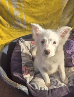 Thea 3,5 Monate Kleinspitz - Kassel