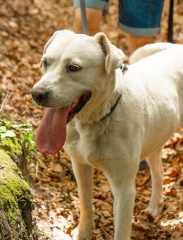 Labrador Mix Mimi - Ellerbek