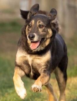 Bubulina sucht dringend ihre Familie - Kallmünz