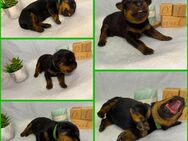 Rottweiler Welpen - Dernbach (Landkreis Südliche Weinstraße)