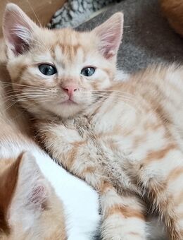 Kitten Mix EKH Schildpatt und roter Kater - Wendelstein