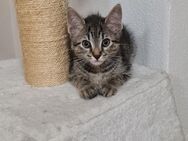 Kitten Siam/BKH - Moosburg (Isar)