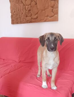 Spikey sucht noch sein Zuhause - Niederkrüchten