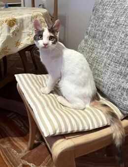 Poppy aus dem Tierschutz - Grevenbroich