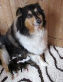 Collie Welpen in 07580