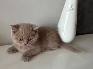 Süße BkH Kitten - Bremen