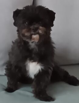 Shi Tsu Havanese Mix - Itzehoe