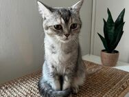BKH Mix Katze - Krefeld Zentrum