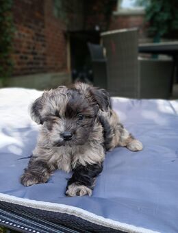 Süssesten Pudelmixe der Welt Maltipoo - Wesel