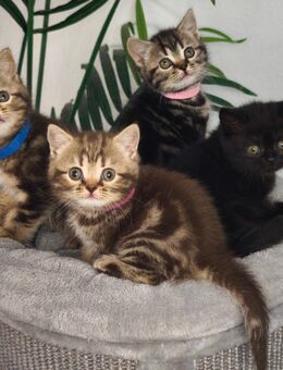 Wundersüße BKH Kitten - Tostedt