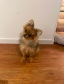 8 Monate alte Zwergspitzhündin sucht ein ruhiges, liebevolles Zuhause in 17454