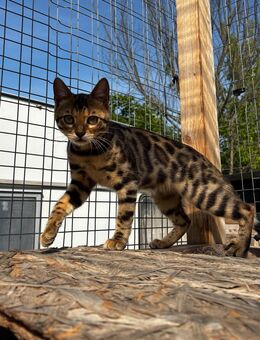 Bengal Jung Tiere suchen ihr perfektes zu Hause - Wriezen