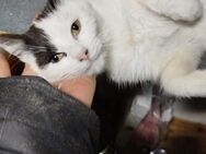 Tabea - sucht Zuhause voller Kuschel.. - Idstein