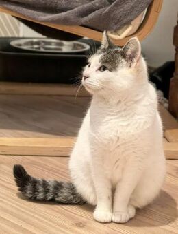 🌼Sanfte Neva🌼 - Eislingen (Fils)