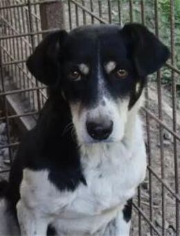 Sora - Pflegestelle oder Zuhause gesucht - Oberwies