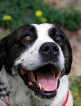 Bo sucht ein zu Hause - Krefeld