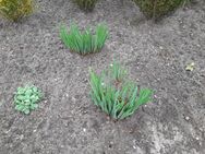 Gartenlilien für den Garten zu verkaufen. - Berkenthin