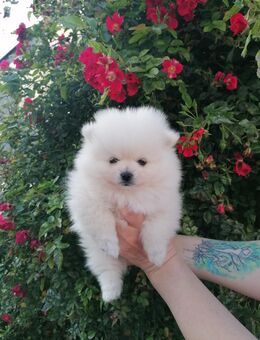 Reinrassige Pomeranian Welpen - Kyritz
