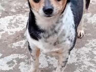 SALLY - freundlich und verspielt - Weilheim (Oberbayern)