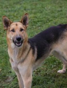 BASTI - fröhlich, freundlich, verspielt - Overath