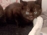 BKH Kitten Britisch Kurzhaar Katzen Kater Schoko, Lilac Tabby - Recklinghausen