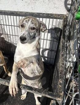 Hübsche NELE sucht ihr Zuhause - Neuberg