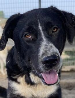 Schubert, geb. ca. 06/2023, lebt in GR - Markdorf