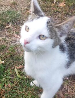 Kitten kater 15Wochen Alt - Gumtow
