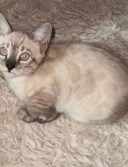 Bengal Kitten (charcoal)in traumhafter Optik - Wriezen