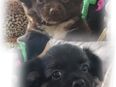 Chihuahua baby in 42897