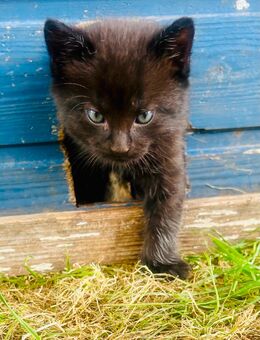 Kleiner Kater Katzenbaby abzugeben - Barkhagen