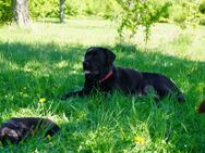 1 Labradorwelpe reinrassig sucht ein zu Hause - Wallhausen (Sachsen-Anhalt)