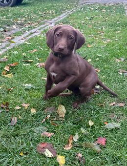 4 Buben & 3 Mädels Labrador – Weimaraner Mix - Brunn (Mecklenburg-Vorpommern)